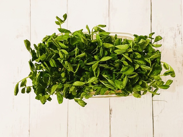 ダイソー　豆苗プランター　サイズもぴったり