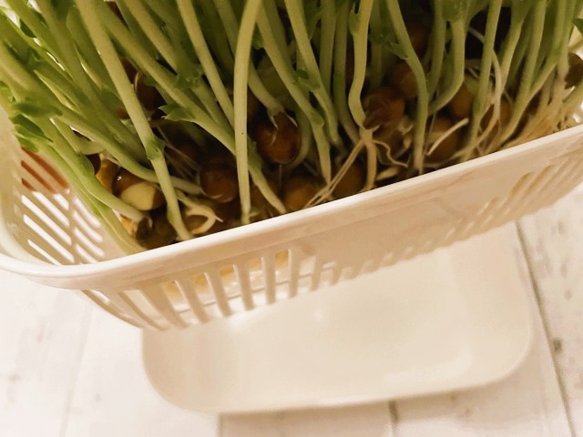 ダイソー　豆苗プランター　育て方