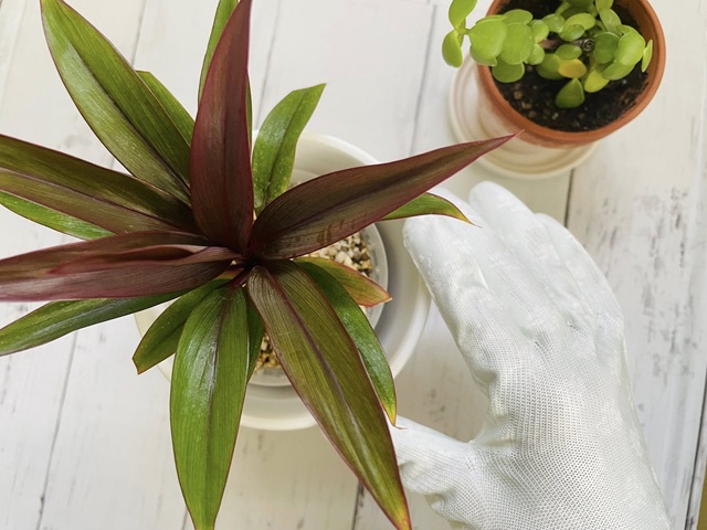 ダイソーの「フラワーウレタンコートグローブ」おすすめポイント