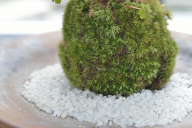 苔玉 ダイソー オーナメント シマエナガ カビ予防法