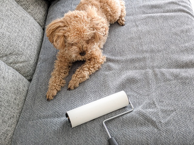 ダイソーのコロコロ　粘着シートクリーナー（カーペット用、ミニ）ペットの毛やソファの掃除にも